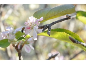 Tarsus’ta Elma Ağaçları Çiçek Açtı