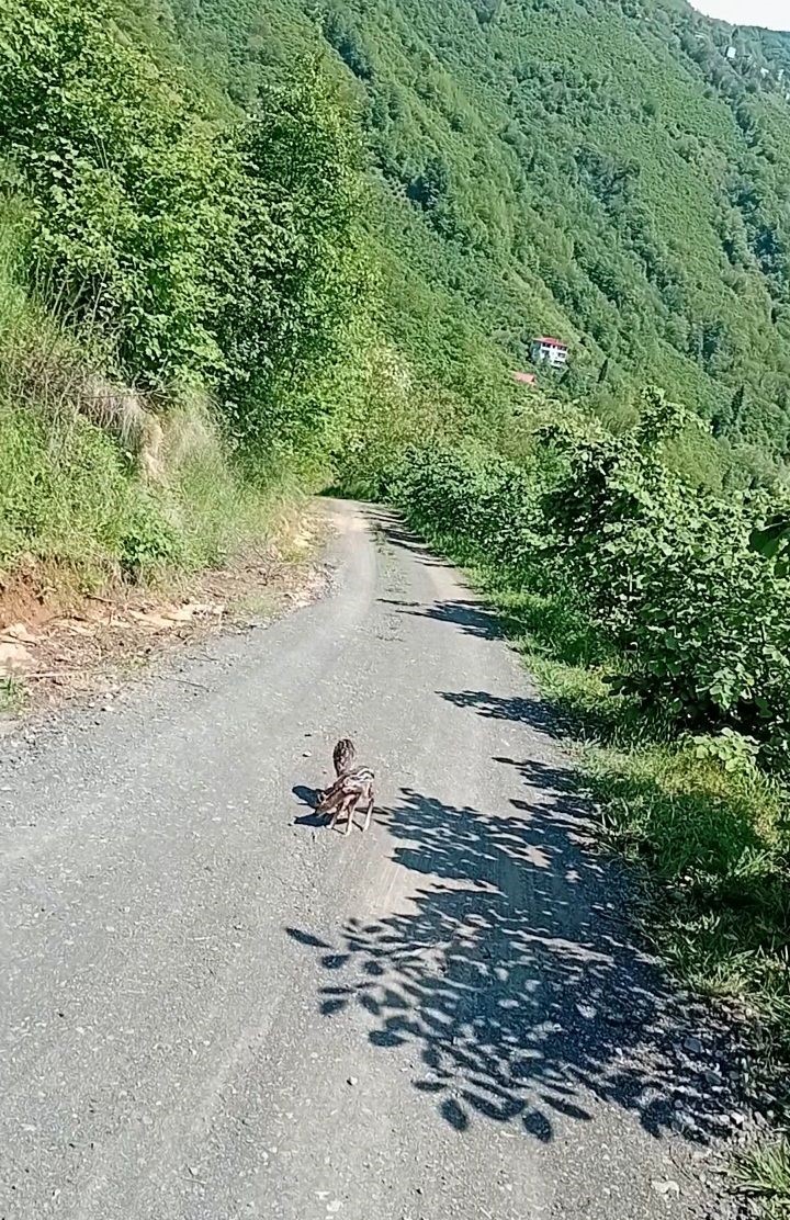 yolda-gordugu-karaca-yavrularina-arcil-ve-sota-adini-verdi