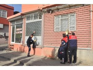 Darabaya Sıkışan Kediyi Cankur Kurtardı