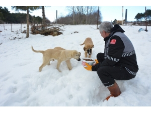 Karda Aç Kalan Sokak Hayvanlarına Şefkat Eli
