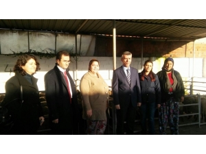 Genç Çiftçi Projesi Koyun Dağıtımını Kaymakam Sırmalı Yaptı