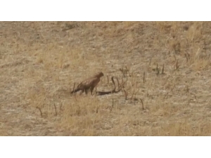 Kartal Et, Yılan Can Derdinde