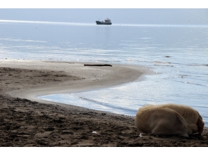 Gökova Körfezinde Gel-git Olayları Devam Ediyor