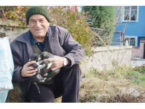 O Hayvanları, Hayvanlar Onu Seviyor