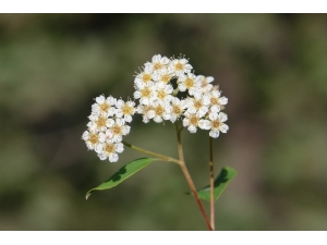 Cudi Dağı’nda Yeni Odunsu Takson Keşfedildi