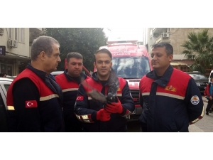 Güvercini Özgürlüğüne Kavuşturdular