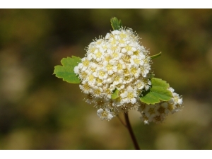 Cudi Dağı’nda Yeni Bir Çalı Türü Keşfedildi