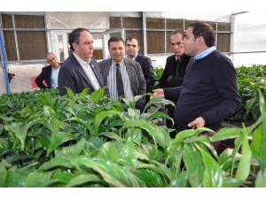 Tümer: “Yerli Tohum Desteklenmiyor”