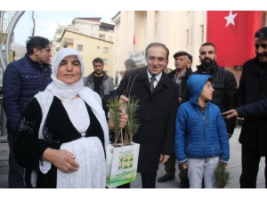 Hakkari’de 12 Bin Adet Fidan Dağıtıldı