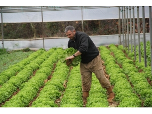 Türkiye’nin Kış Sebzeleri Isparta Sütçüler’den