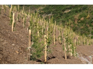 Yuvacık Barajı Çevresine 4 Bin 500 Ağaç