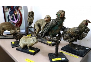 Adana’nın Eğitim Tarihi Bu Müzede