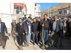 Yahyalı’da Bin Adet Çınar Fidanı Dağıtıldı