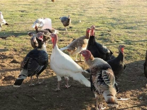 Yılbaşı Hindisi Yerine Köy Tavuğu