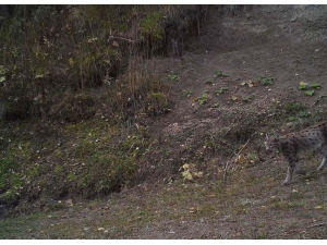 Vahşi Yaşam Fotokapana Yansıdı