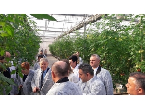 Rus Heyet Salihli’de Domates Seralarını İnceledi