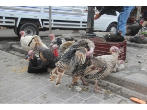 Kilis’te Hindilere Rağbet Yok