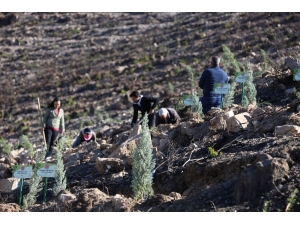 Menderes Ve Bayındır Orman Yangınının İzleri Siliniyor