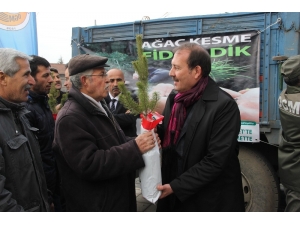 Ak Parti Genel Başkan Yardımcısı Karacan Fidan Dağıttı