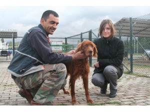 Kocaeli’de Bin 200 Sokak Hayvanı Sahiplendirildi