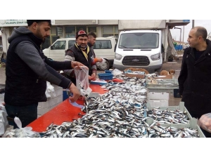 Alabalık Ve Palamut’un Kilosu 12 Liradan Satılıyor