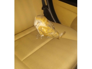 Yaralı Baykuşu Arabasına Alıp Tedavi İçin Diyarbakır’a Getirdi