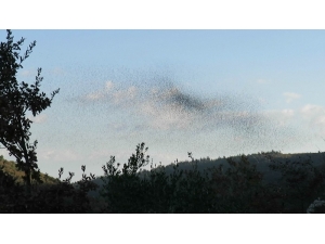 Bu Da Sığırcık Yağmuru