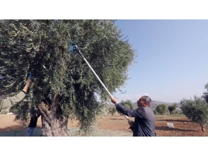 Organik Zeytinyağı Üretimi Kısa Filmle Anlatıldı