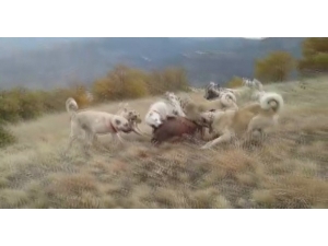 Kangallar Yerleşim Yerine Dadanan Domuza Acımadı