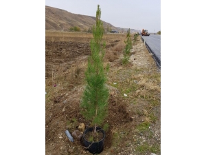 Batman Hedef Bir Milyon Fidan Dikimi