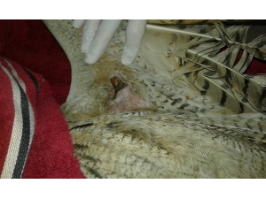 Kanadı Kırılan Puhu Kars’ta Tedavi Altına Alındı