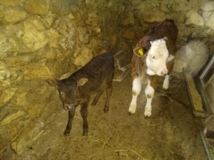 Eğirdir’de 2017 Yılı 1’inci Dönem Buzağı Destekleme Ödemesi Başladı