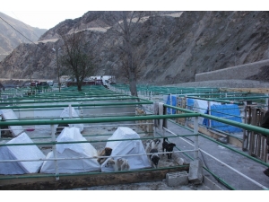 Kurban Pazarı Yerini Sokak Hayvanlarına Bıraktı