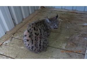 Erzincan Da Yaralanan Vaşak, Doğal Ortamına Bırakılıyor