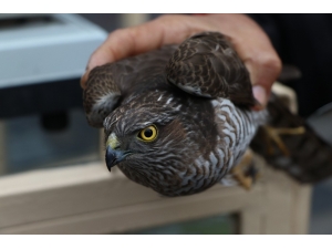 Kumruyu Öldürdü, Kendi Ölümden Döndü
