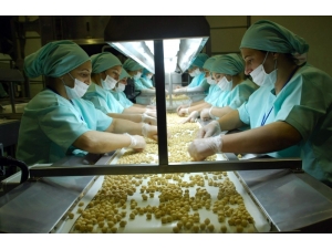 Düzce’den 2017 Yılında 22 Bin 583 Ton İç Fındık İhracatı Gerçekleşti