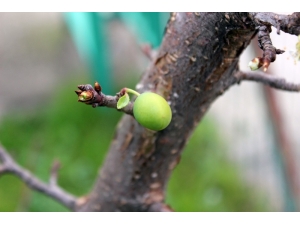 İklim Değişikliği Kendini Gösterdi, Kocaeli’nde Ağaçlar Meyve Verdi