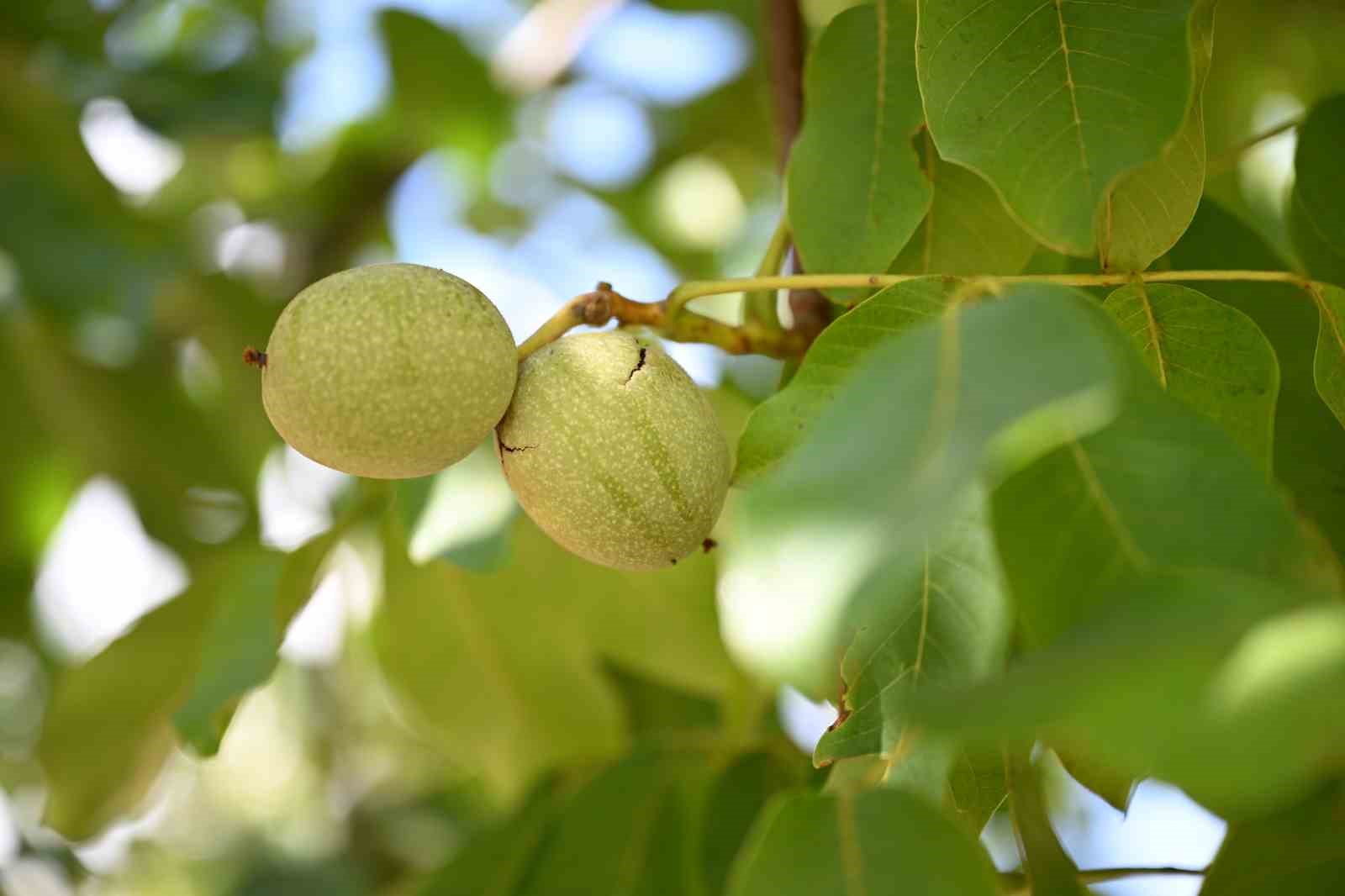kahramanmaras-ta-ceviz-hasadi