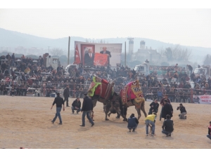 Burhaniye’de ’Zeytin Ve Zeytinyağı Hasat Festivali’