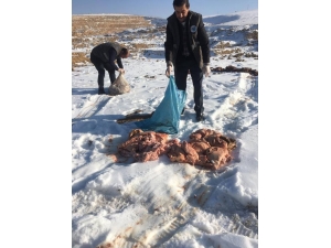 Van’da Sokak Hayvanlarına Yem Desteği