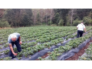 Ordu’da Organik Tarım Benimsendi