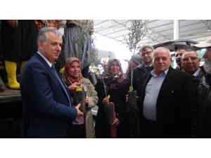 Silifke’de Çiftçilere 10 Bin Zeytin Fidanı Dağıtıldı