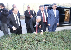 Gıda, Tarım Ve Hayvancılık Bakanı Fakıbaba Çay Bitkisini İnceledi