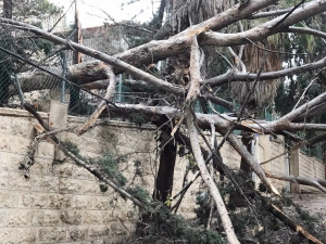 Filistin’de Şiddetli Yağış Ve Fırtına Ağaçları Devirdi