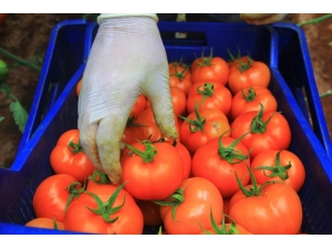 Domatesin Fiyat Yükselişi Geçici