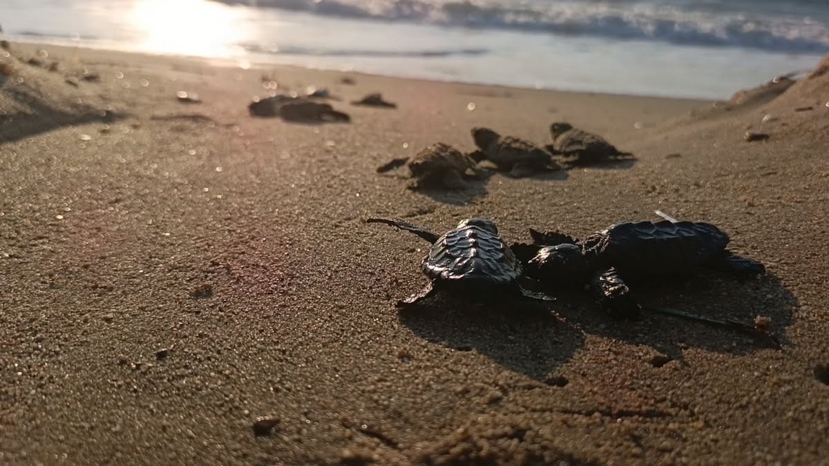 surpriz-yuvadan-67-caretta-caretta-yavrusu-cikti