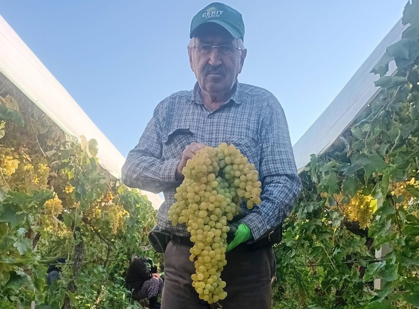 sarigol-de-5-5-kiloluk-dev-uzum-salkimi