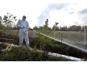 Haşere İle Mücadele Çalışmaları