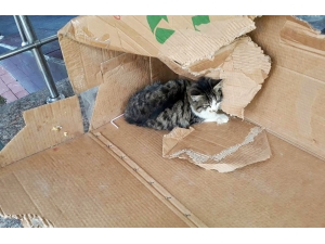 Ayakları Kırılan Yavru Kediye Öğrenciler Sahip Çıktı