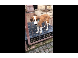 Hayvan Barınağından Tiyatro Sahnesine